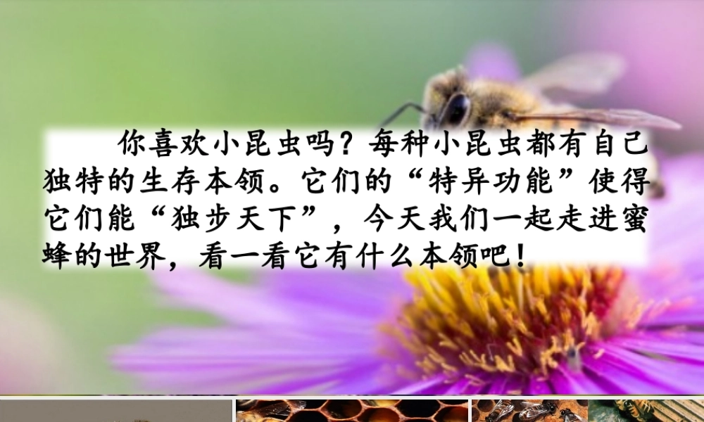 三年级语文下册 第四单元 14《蜜蜂》教学课件 新人教版-新人教级下册语文课件