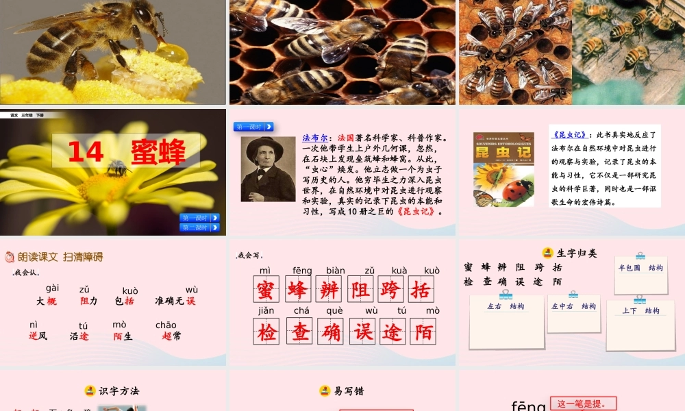 三年级语文下册 第四单元 14《蜜蜂》教学课件 新人教版-新人教级下册语文课件