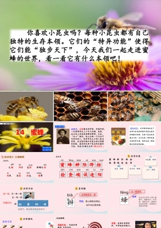 三年级语文下册 第四单元 14《蜜蜂》教学课件 新人教版-新人教级下册语文课件