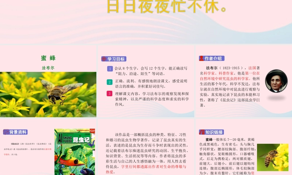 三年级语文下册 第四单元 14《蜜蜂》课堂教学课件 新人教版-新人教版小学三年级下册语文课件