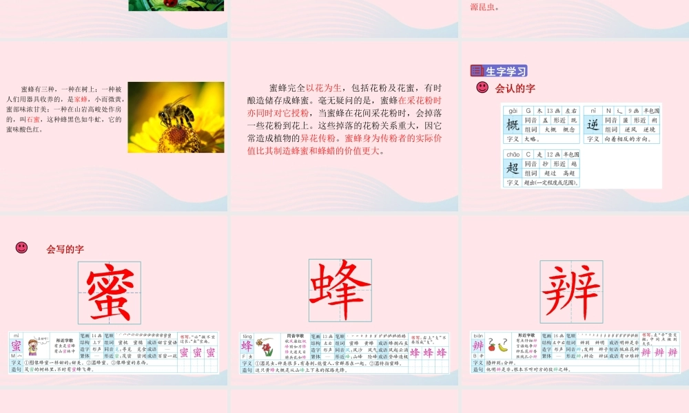 三年级语文下册 第四单元 14《蜜蜂》课堂教学课件 新人教版-新人教版小学三年级下册语文课件