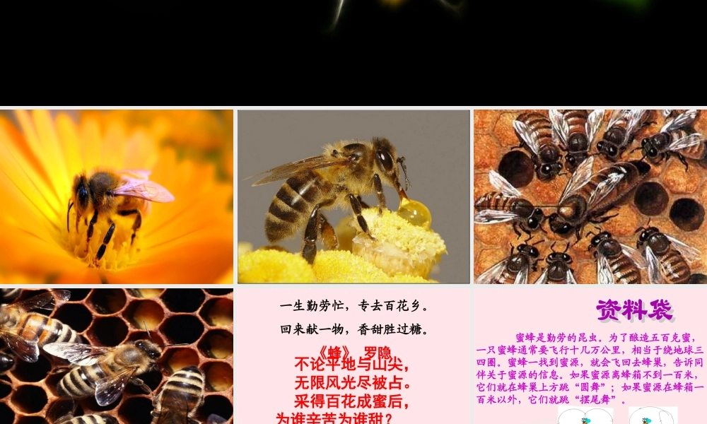 三年级语文下册 第四单元 14《蜜蜂》课堂教学课件1 新人教版-新人教版小学三年级下册语文课件