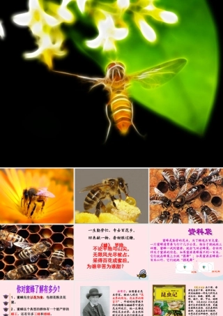 三年级语文下册 第四单元 14《蜜蜂》课堂教学课件1 新人教版-新人教版小学三年级下册语文课件