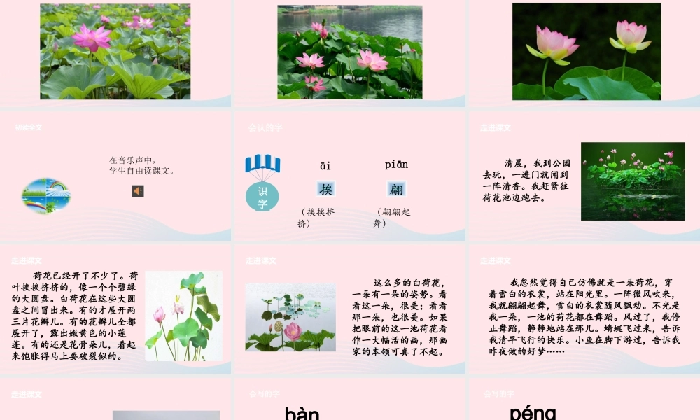 三年级语文下册 第一单元 3荷花课件 新人教版-新人教版小学三年级下册语文课件