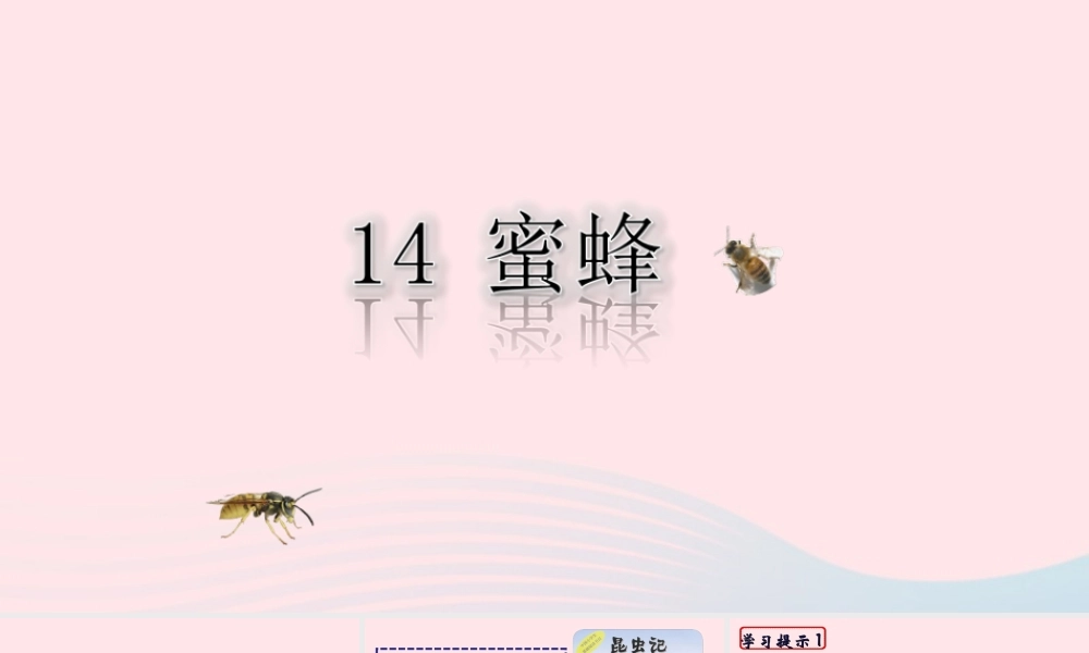 三年级语文下册 第四单元 14《蜜蜂》课堂教学课件3 新人教版-新人教版小学三年级下册语文课件