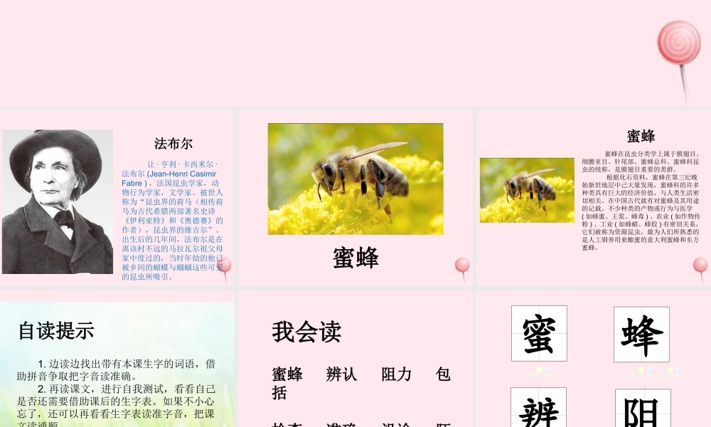 三年级语文下册 第四单元 14蜜蜂课件 新人教版-新人教版小学三年级下册语文课件
