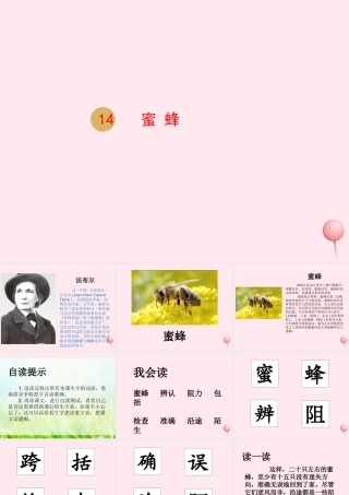 三年级语文下册 第四单元 14蜜蜂课件 新人教版-新人教版小学三年级下册语文课件