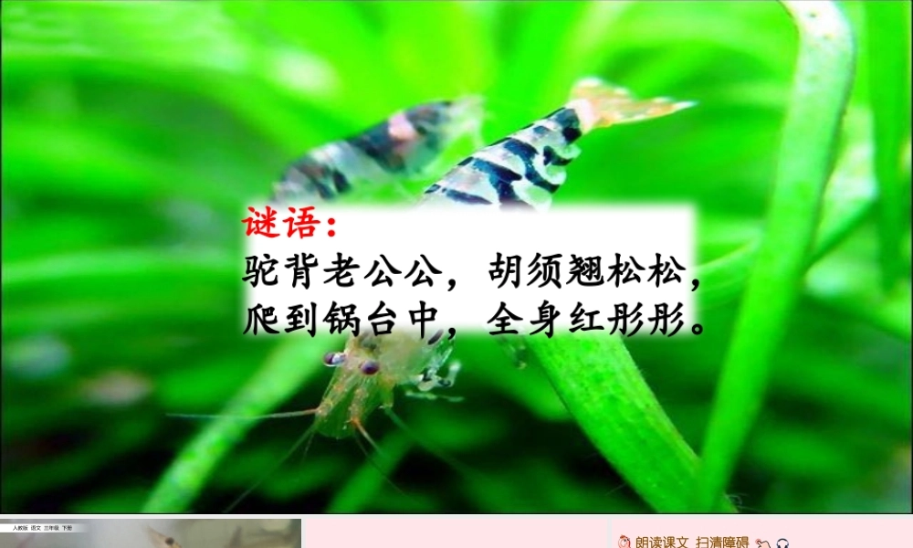三年级语文下册 第四单元 15 小虾课件 新人教版-新人教级下册语文课件