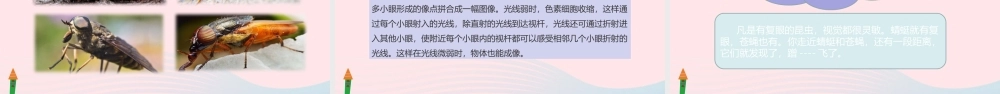 三年级语文下册 第一单元 4 昆虫备忘录课件2 新人教版-新人教版小学三年级下册语文课件