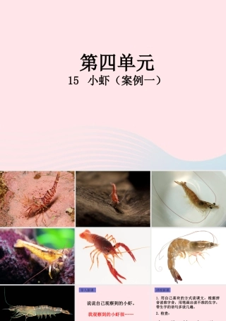 三年级语文下册 第四单元 15 小虾课件1 新人教版-新人教版小学三年级下册语文课件