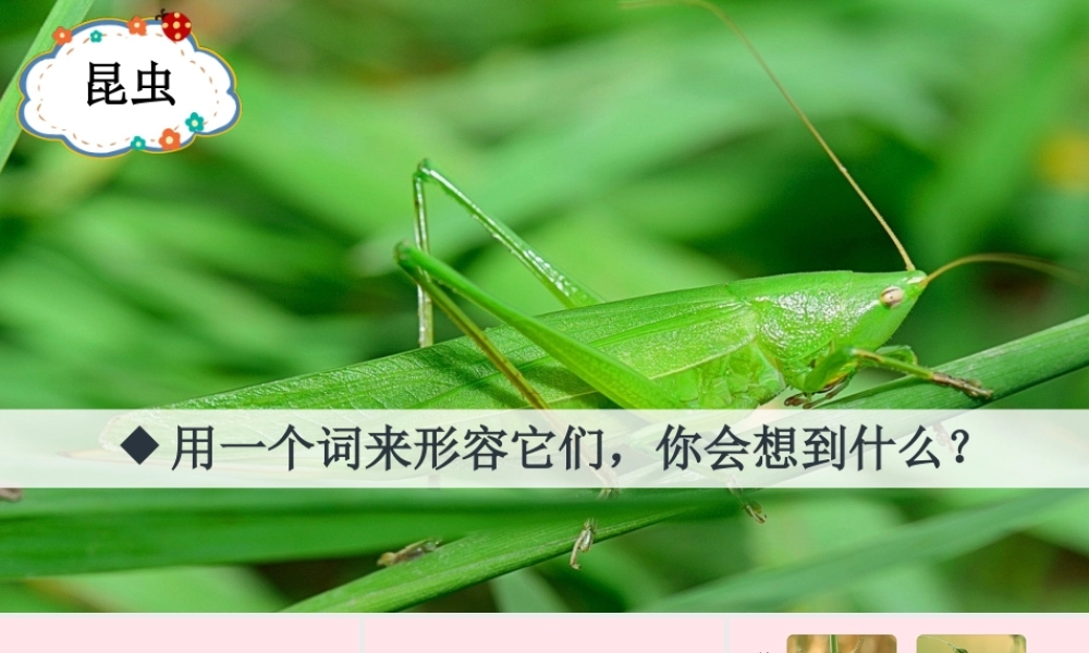 三年级语文下册 第一单元 4《昆虫备忘录》教学课件 新人教版-新人教版小学三年级下册语文课件