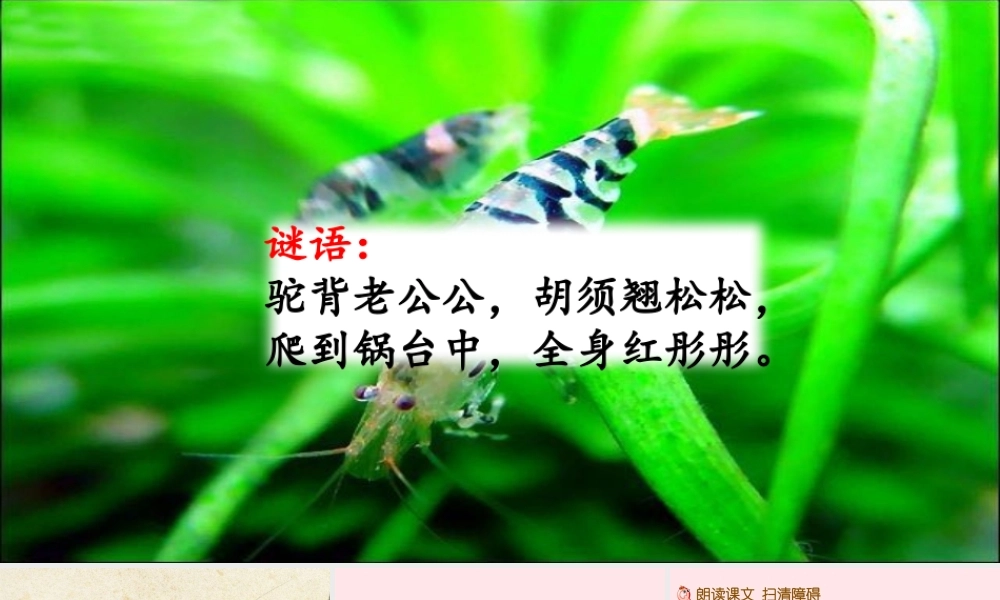 三年级语文下册 第四单元 15《小虾》教学课件 新人教版-新人教版小学三年级下册语文课件