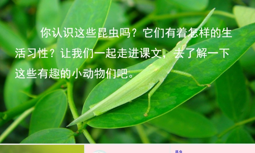 三年级语文下册 第一单元 4《昆虫备忘录》教学课件 新人教版-新人教级下册语文课件