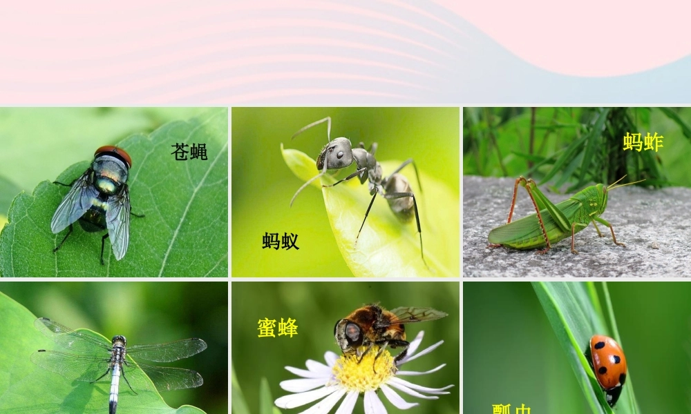 三年级语文下册 第一单元 4《昆虫备忘录》精品课件 新人教版-新人教版小学三年级下册语文课件