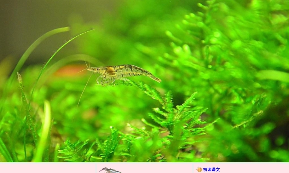 三年级语文下册 第四单元 15小虾课件 新人教版-新人教版小学三年级下册语文课件