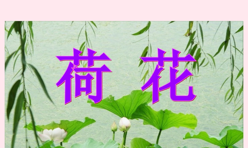 三年级语文下册 第四单元 第12课《荷花》课件 苏教版