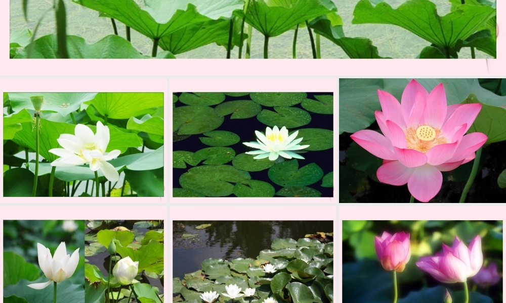 三年级语文下册 第四单元 第12课《荷花》课件 苏教版