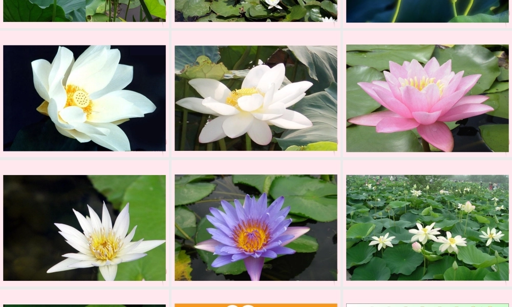 三年级语文下册 第四单元 第12课《荷花》课件 苏教版