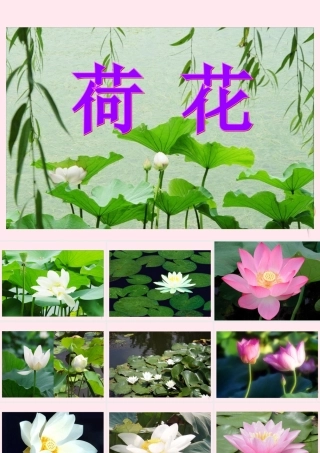 三年级语文下册 第四单元 第12课《荷花》课件 苏教版