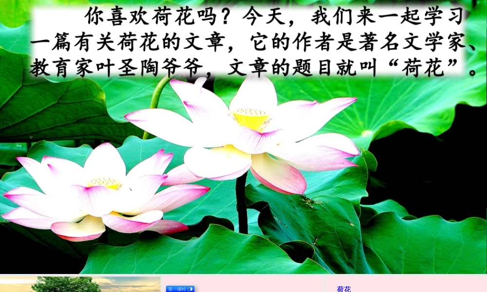 三年级语文下册 第一单元 第3课 荷花课件 新人教版-新人教级下册语文课件