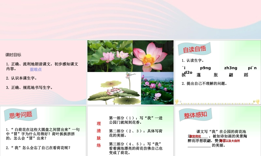 三年级语文下册 第一单元 第3课《荷花》（第1课时）课件 新人教版-新人教版小学三年级下册语文课件