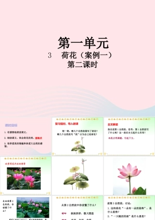 三年级语文下册 第一单元 第3课《荷花》（第2课时）课件 新人教版-新人教版小学三年级下册语文课件