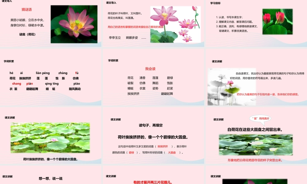 三年级语文下册 第一单元 第3课《荷花》教学课件 新人教版-新人教版小学三年级下册语文课件