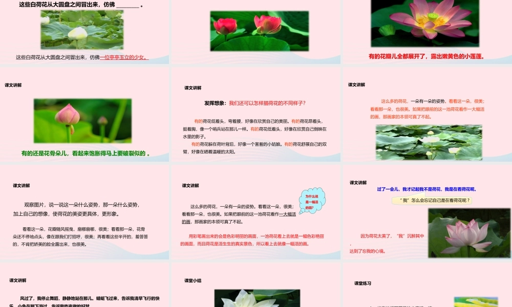 三年级语文下册 第一单元 第3课《荷花》教学课件 新人教版-新人教版小学三年级下册语文课件