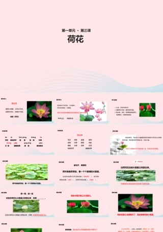 三年级语文下册 第一单元 第3课《荷花》教学课件 新人教版-新人教版小学三年级下册语文课件