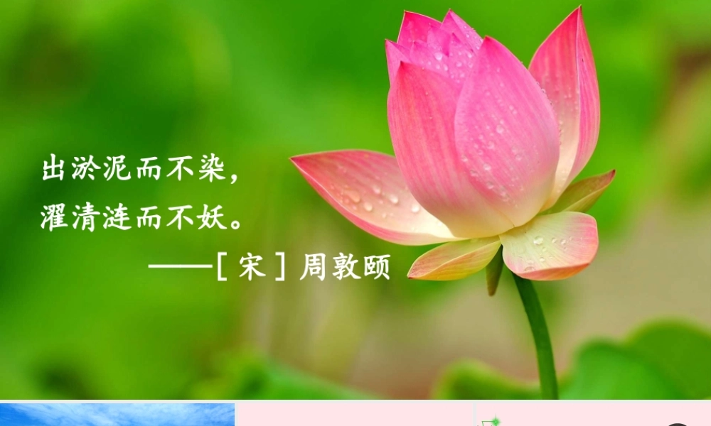 三年级语文下册 第一单元 第3课《荷花》课件 新人教版-新人教版小学三年级下册语文课件