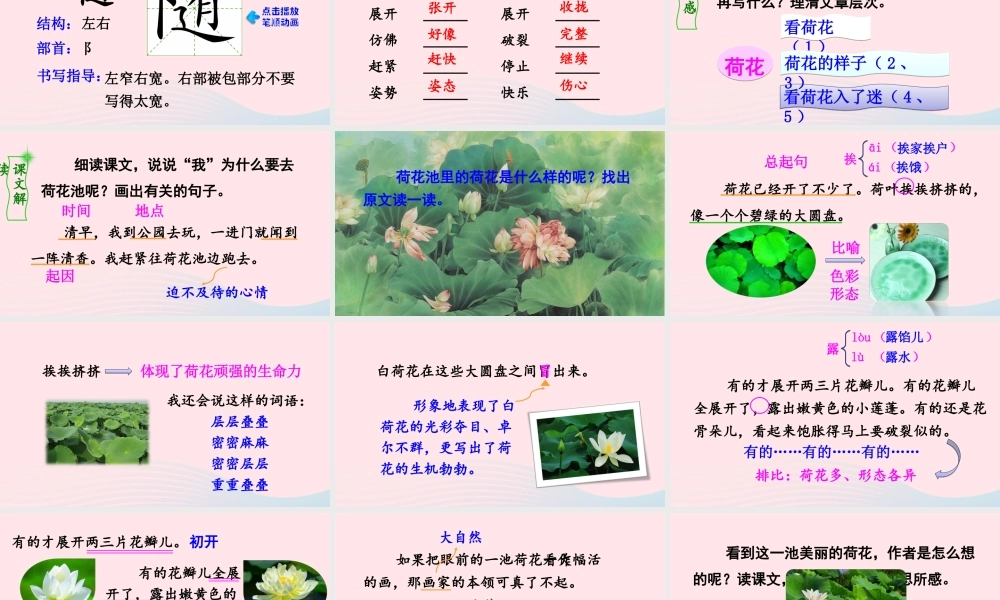 三年级语文下册 第一单元 第3课《荷花》课件 新人教版-新人教版小学三年级下册语文课件