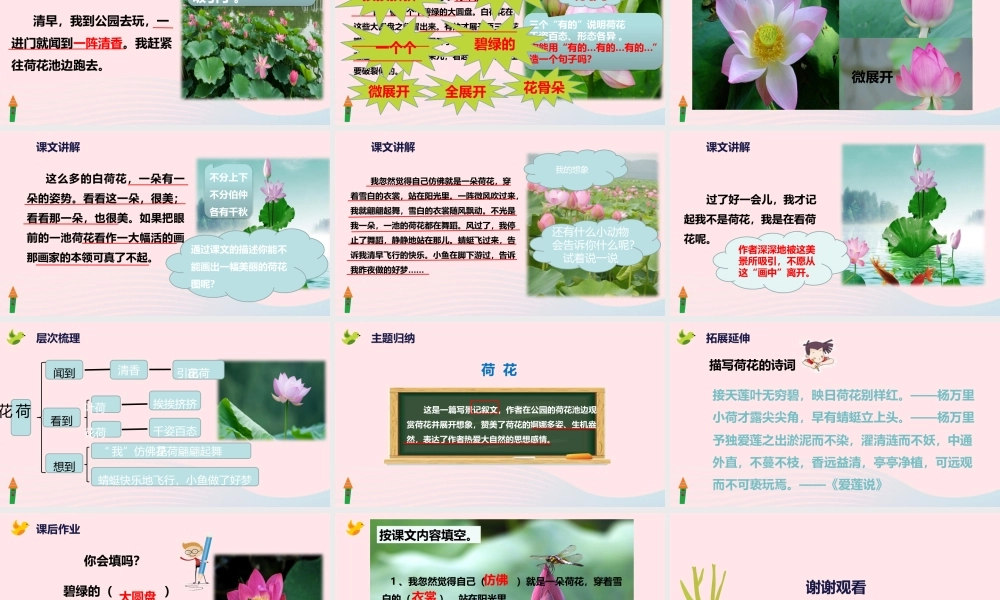 三年级语文下册 第一单元 第3课《荷花》课件 新人教版-新人教级下册语文课件
