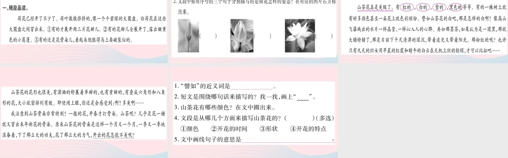 三年级语文下册 第一单元 第3课《荷花》课件3 新人教版-新人教版小学三年级下册语文课件