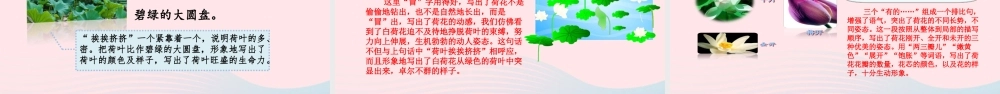 三年级语文下册 第一单元 第3课荷花课件 新人教版-新人教版小学三年级下册语文课件