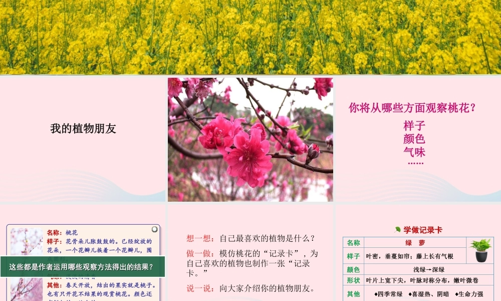 三年级语文下册 第一单元《习作：我的植物朋友》精品课件 新人教版-新人教版小学三年级下册语文课件