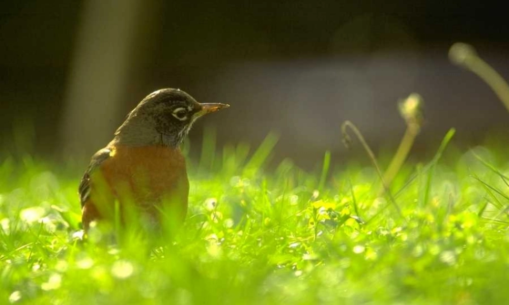 三年级语文下册 第一组 1《燕子》课堂教学课件2 新人教版-新人教版小学三年级下册语文课件