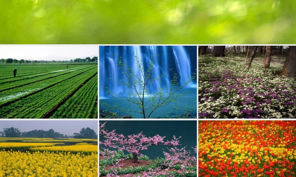 三年级语文下册 第一组 1《燕子》课堂教学课件2 新人教版-新人教版小学三年级下册语文课件