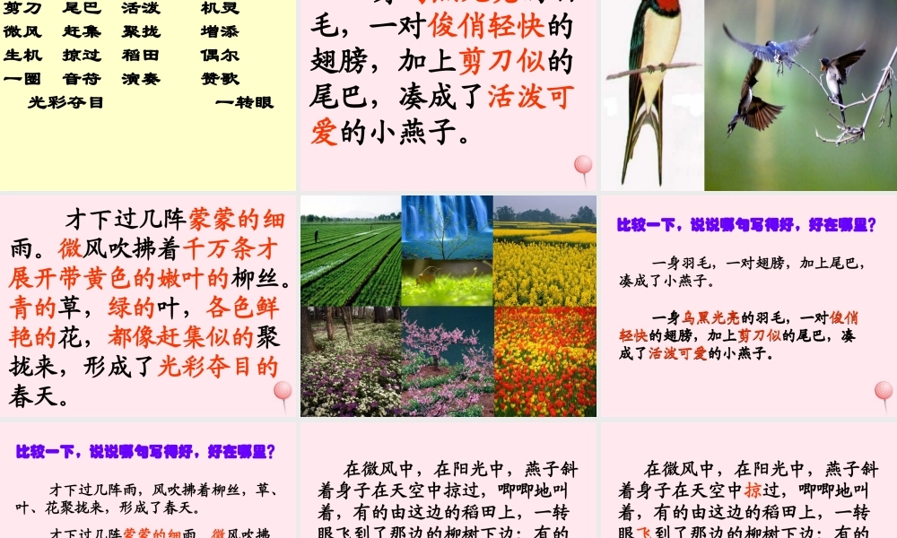 三年级语文下册 第一组 1《燕子》课堂教学课件2 新人教版-新人教版小学三年级下册语文课件