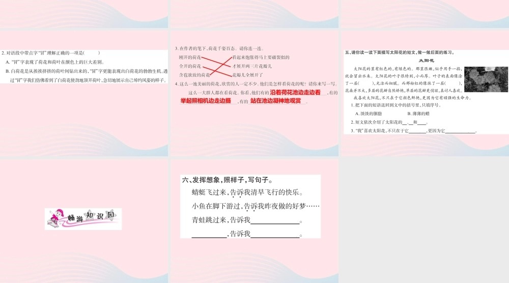 三年级语文下册 第一组 3 荷花习题课件 新人教版-新人教版小学三年级下册语文课件