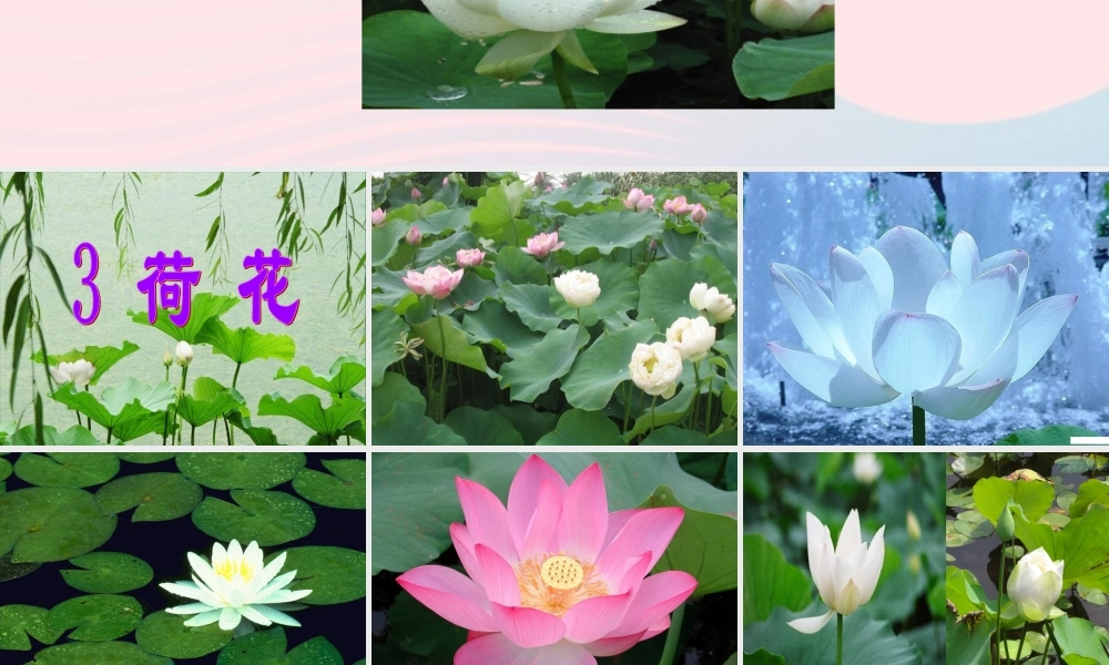 三年级语文下册 第一组 3《荷花》课堂教学课件1 新人教版-新人教版小学三年级下册语文课件