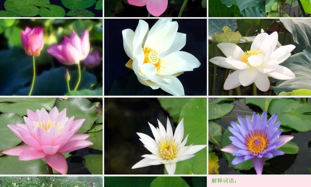 三年级语文下册 第一组 3《荷花》课堂教学课件1 新人教版-新人教版小学三年级下册语文课件