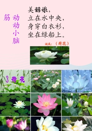 三年级语文下册 第一组 3《荷花》课堂教学课件1 新人教版-新人教版小学三年级下册语文课件