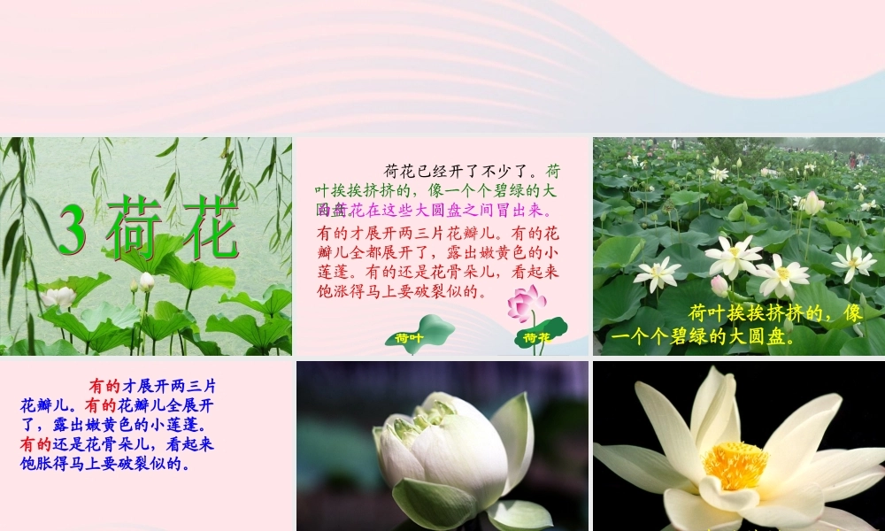 三年级语文下册 第一组 3《荷花》课堂教学课件2 新人教版-新人教版小学三年级下册语文课件