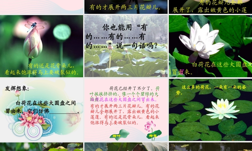 三年级语文下册 第一组 3《荷花》课堂教学课件2 新人教版-新人教版小学三年级下册语文课件