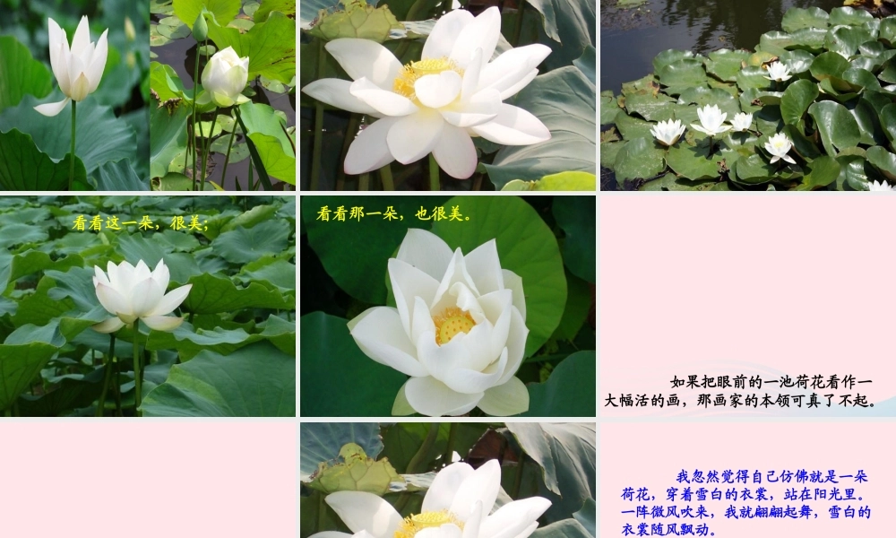 三年级语文下册 第一组 3《荷花》课堂教学课件2 新人教版-新人教版小学三年级下册语文课件