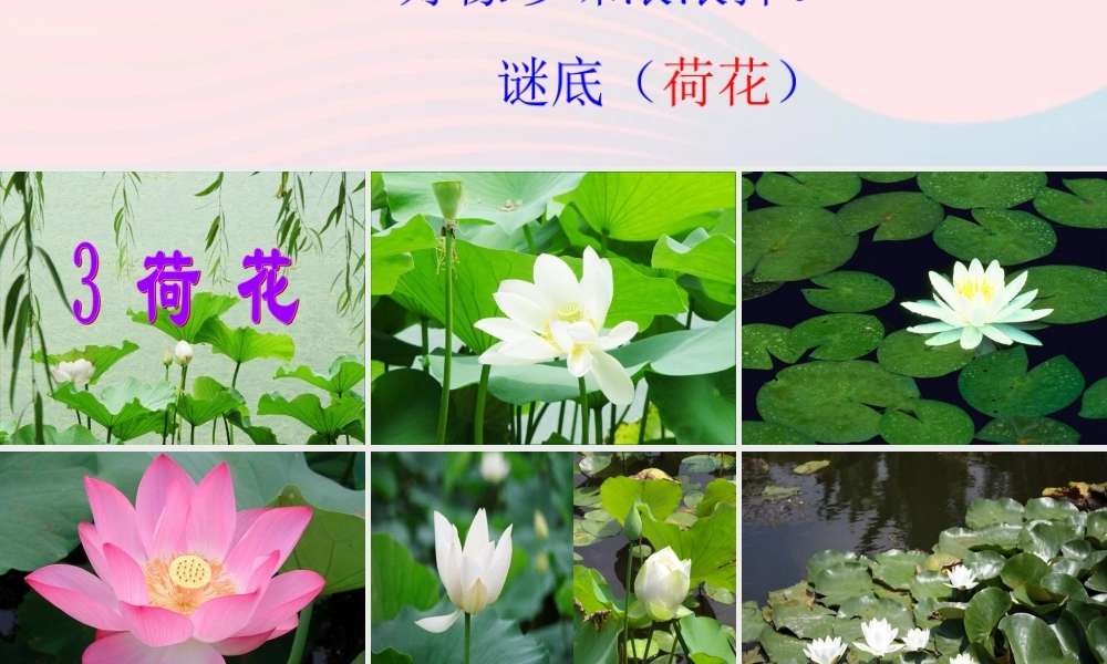 三年级语文下册 第一组 3《荷花》课堂教学课件3 新人教版-新人教版小学三年级下册语文课件