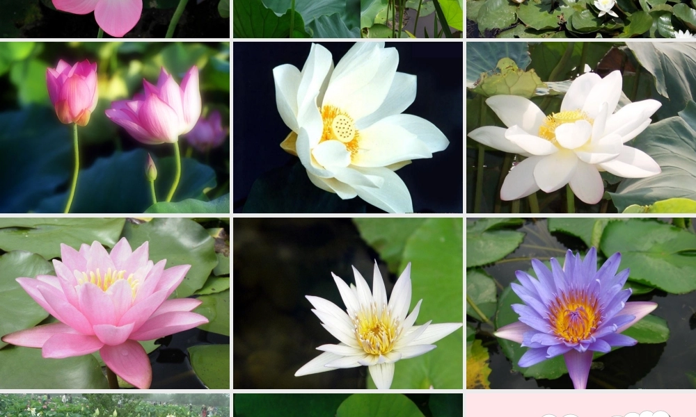 三年级语文下册 第一组 3《荷花》课堂教学课件3 新人教版-新人教版小学三年级下册语文课件