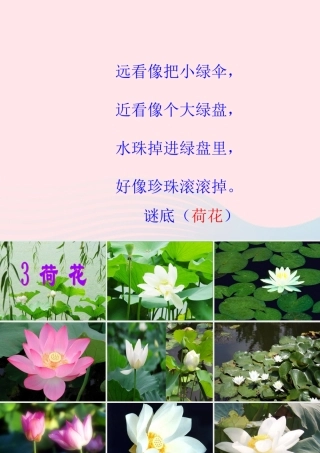 三年级语文下册 第一组 3《荷花》课堂教学课件3 新人教版-新人教版小学三年级下册语文课件