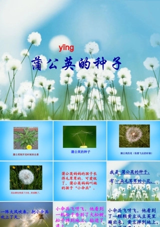 二年级语文上册《蒲公英的种子》课件1 语文A版-语文A版小学二年级上册语文课件