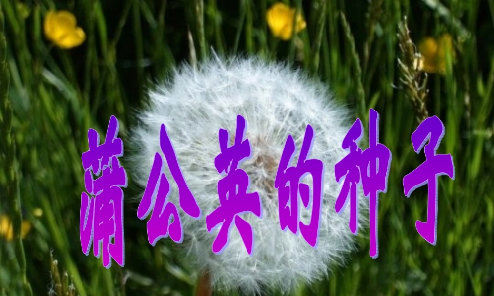 二年级语文上册《蒲公英的种子》课件3 语文A版-语文A版小学二年级上册语文课件